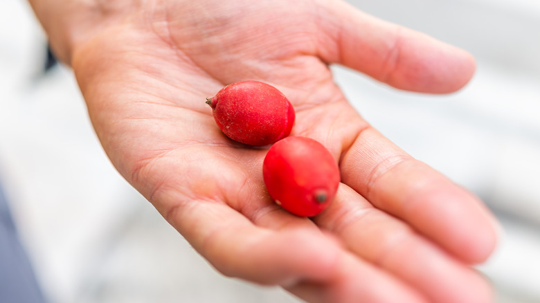 Hand holding two palm fruits