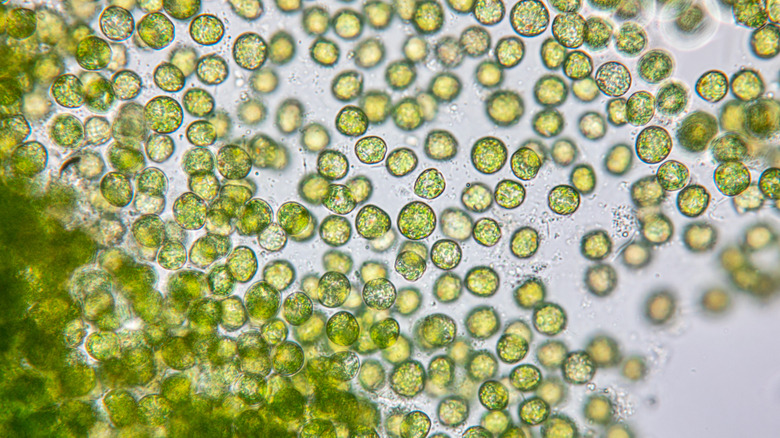 Chlorella molecules magnified