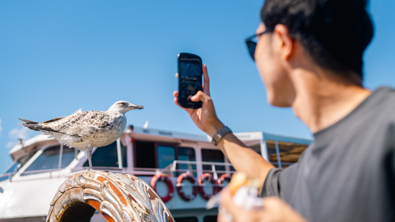Man photographing seagull with phone