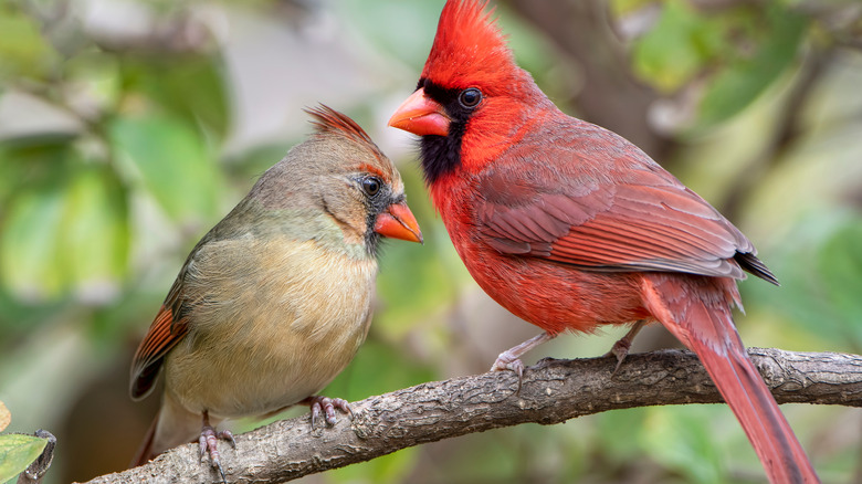 Two cardinals sitting on tree branch