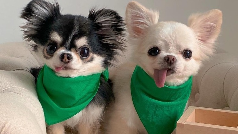 Cute dogs with green scarves by Instagram user @otherlounge