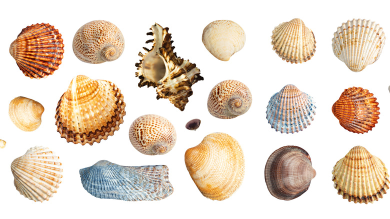 Seashells on a white backdrop