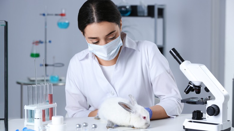 Animal testing on bunny in laboratory