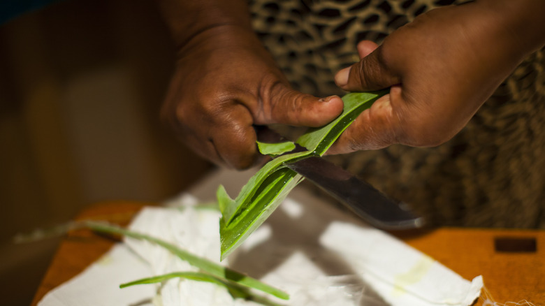 person cutting aloe vera leaf