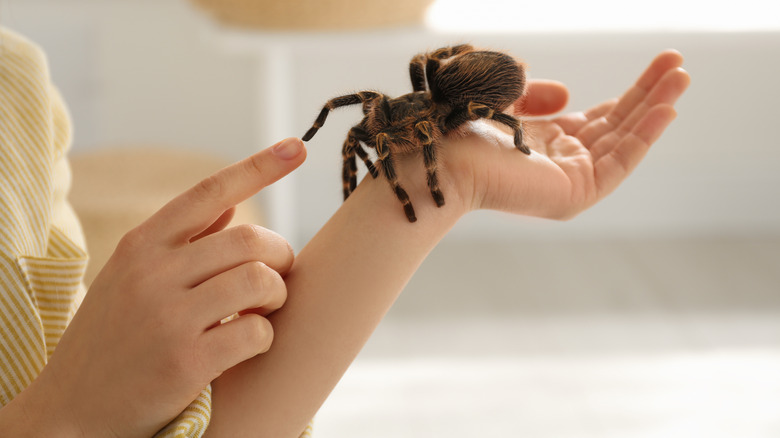 person holding tarantula 