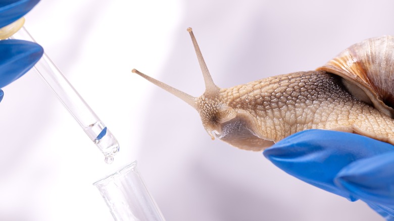 Scientist holding a snail