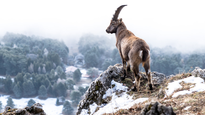 A goat scaling an icy mountain