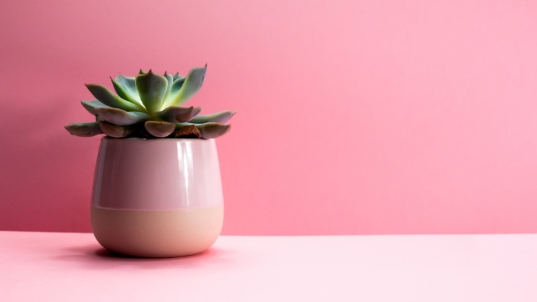 Succulent in pot with pink background