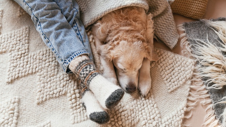 feet with sleeping dog