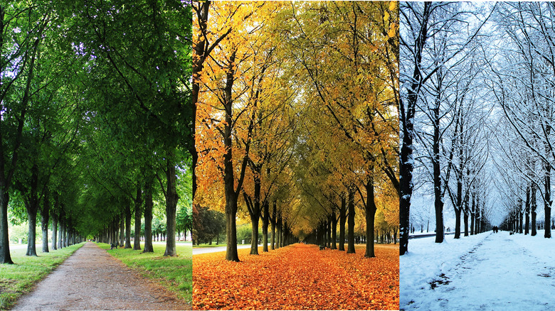 Different seasons