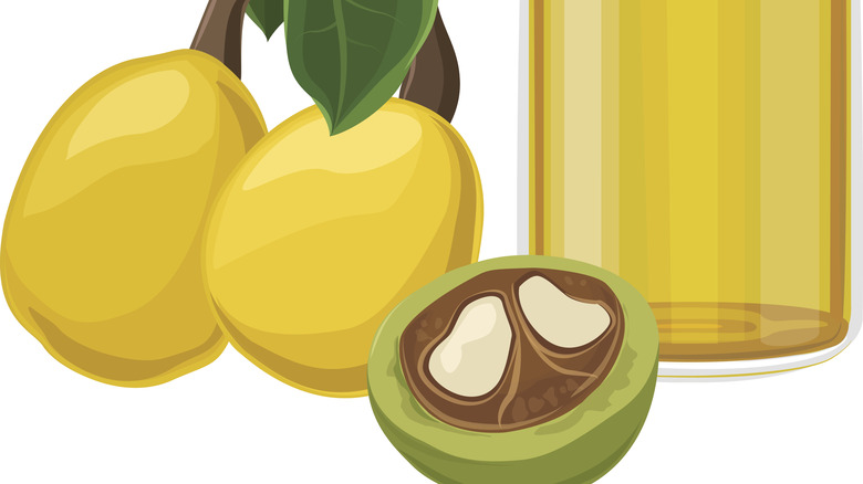 Marula fruit, kernels, and oil illustration