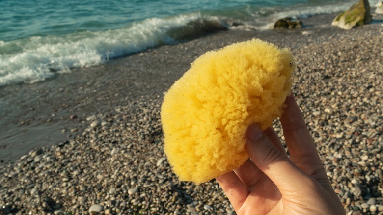 Hand holds sea sponge on beach