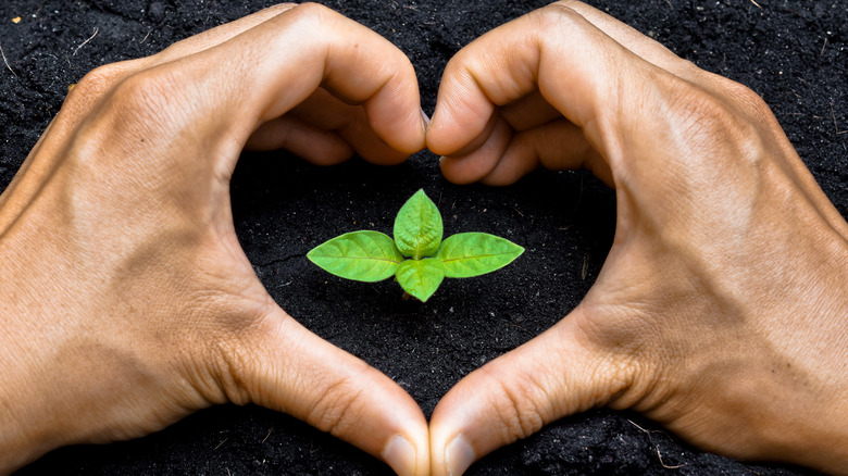 Hands making heart around plant