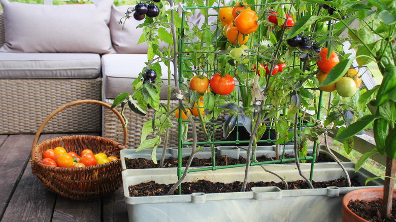 Vegetables in pots on patio