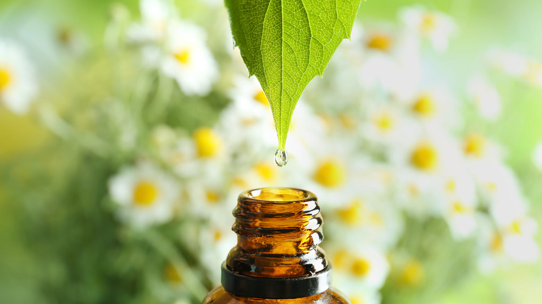 Bottle of chamomile essential oil