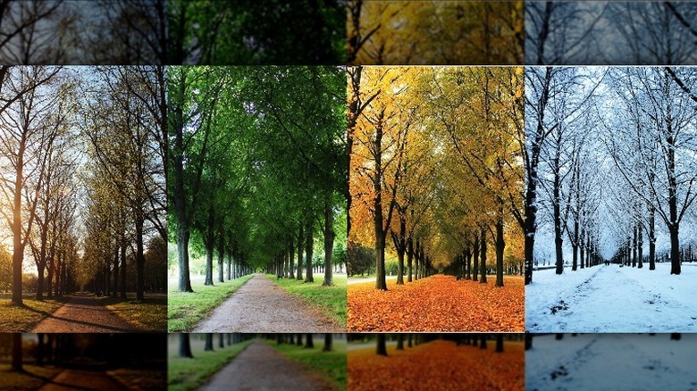 four seasons on road trees