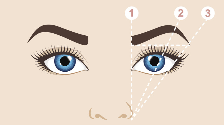 Illustration of brow mapping