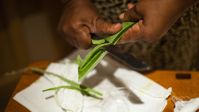 A leaf of aloe vera