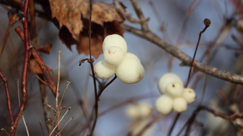 Ghostberry in the wild