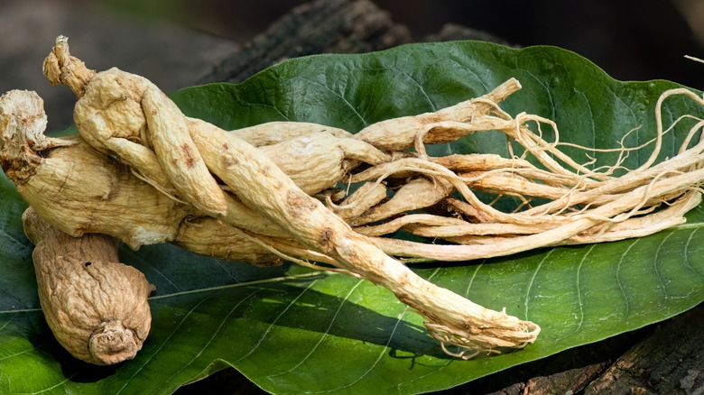 ginseng