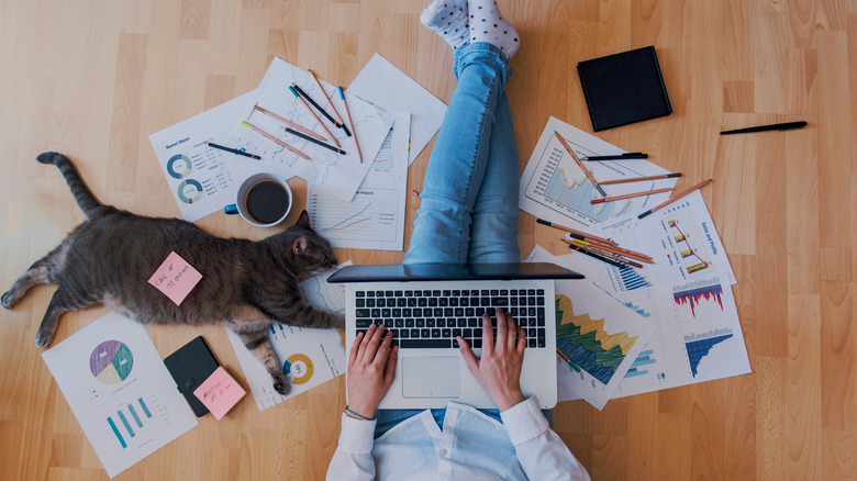 person working on laptop with cat 