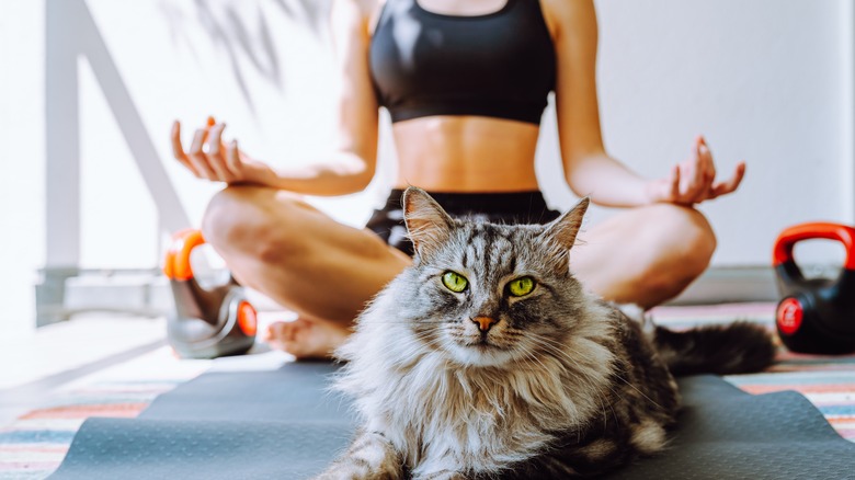 person meditating with cat on mat