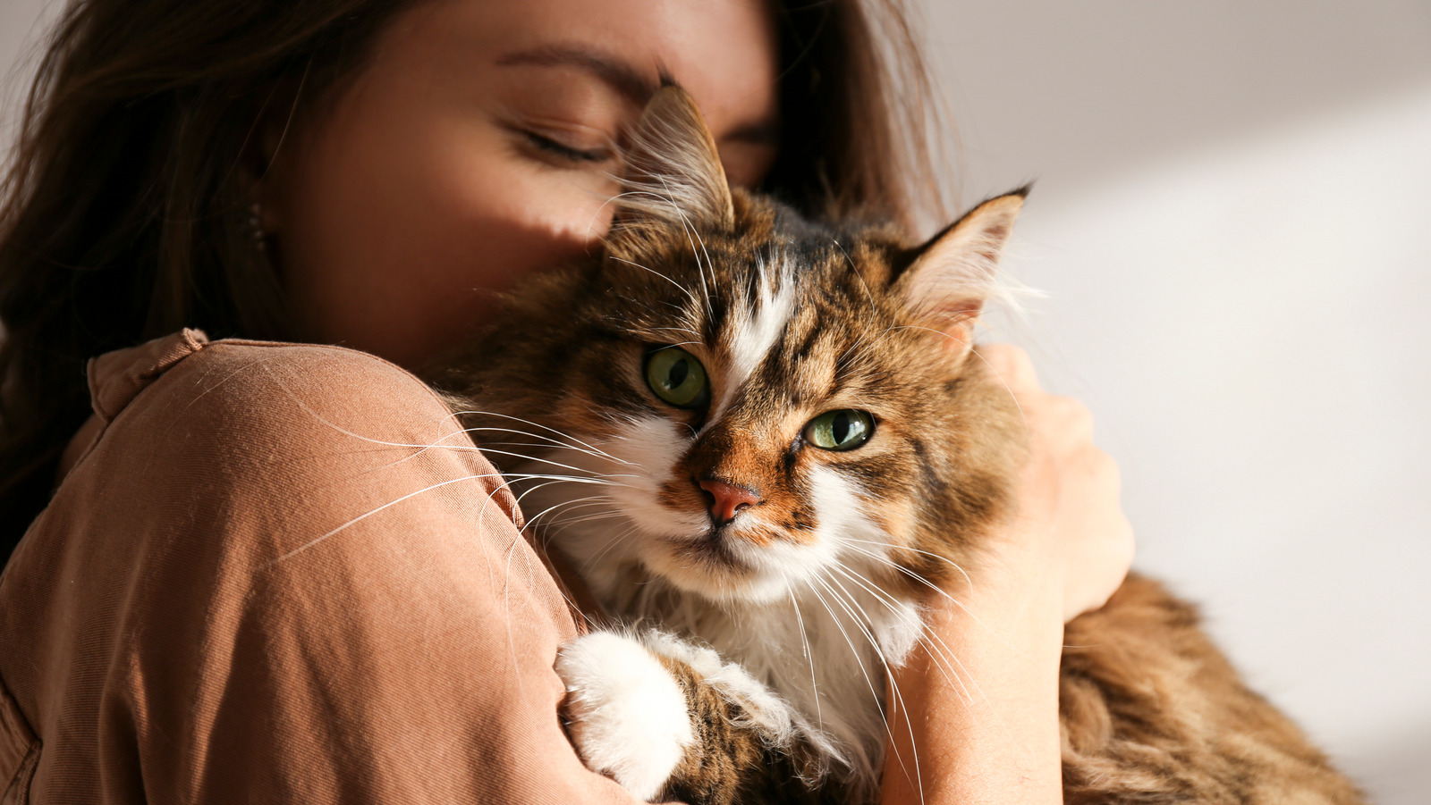 Is Owning a Cat Good for Your Health?