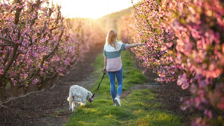 woman walking dog in cherry field