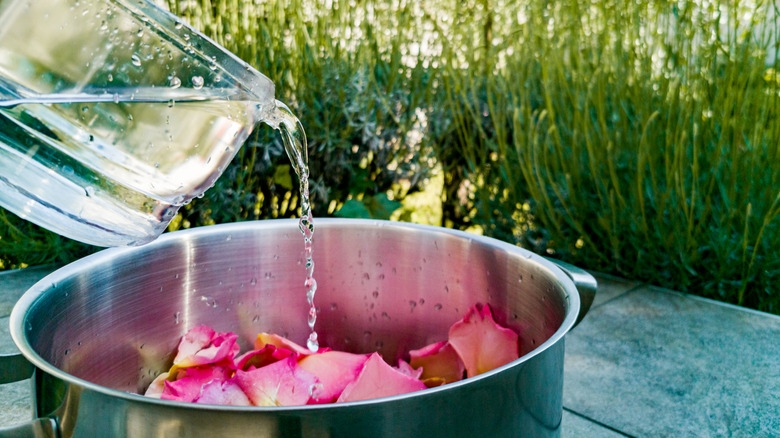 pouring water in rose-filled pot