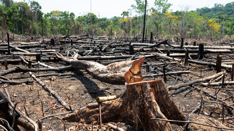 a forest after heavy logging