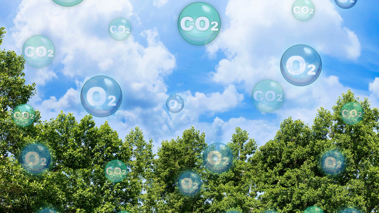 floating CO2 and O2 molecules