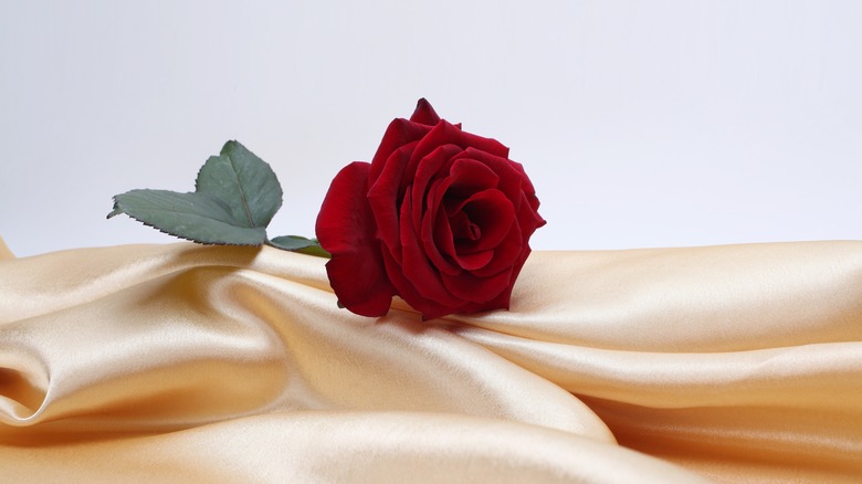 Red rose on silk