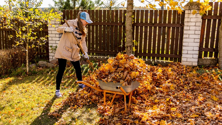 Woman raking leaves