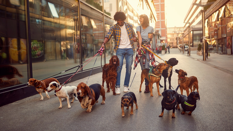 Couple walks dogs for money