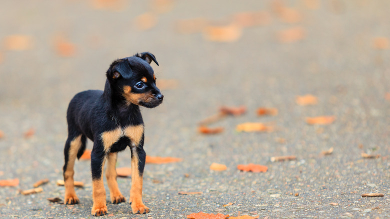 black and brown puppy walking
