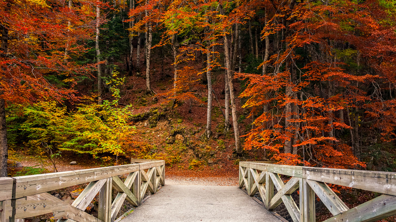 fall leaves near wooden bridge