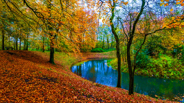 fall leaves by a beautiful blue river