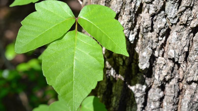 Close-up of poison ivy leaves