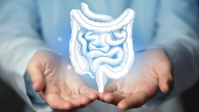 image of digestive system floating over hands