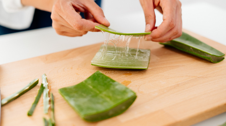 Hands cutting aloe vera plant