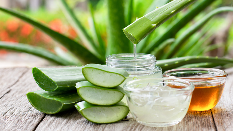 Aloe vera plant drips