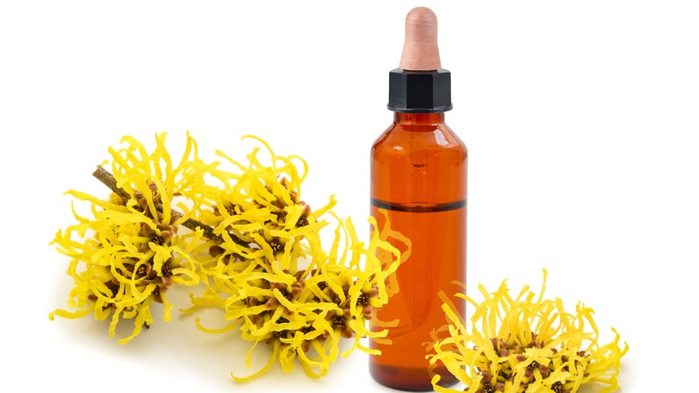 Witch hazel flowers and tincture