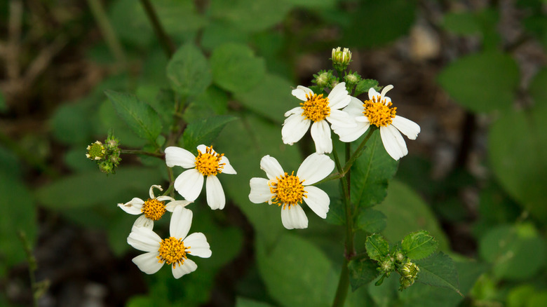 Bidens pilosa plant 