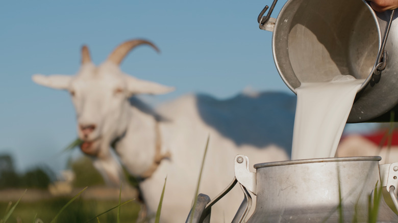 Goat's milk being poured