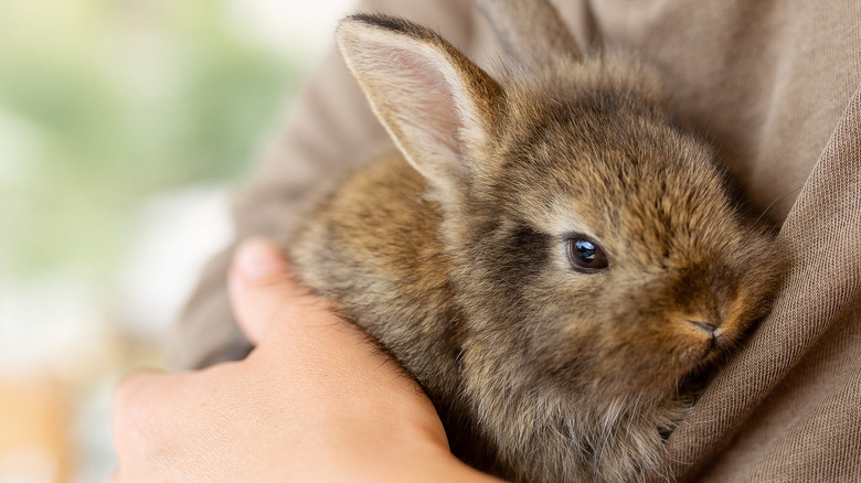 Person holding a brown rabbit