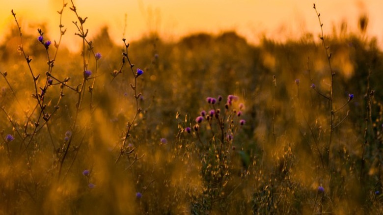 Meadowfoam flowers