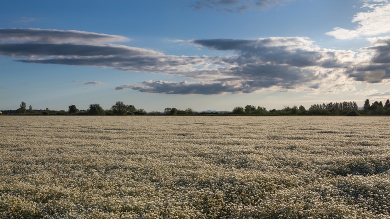 Meadowfoam Flower Field