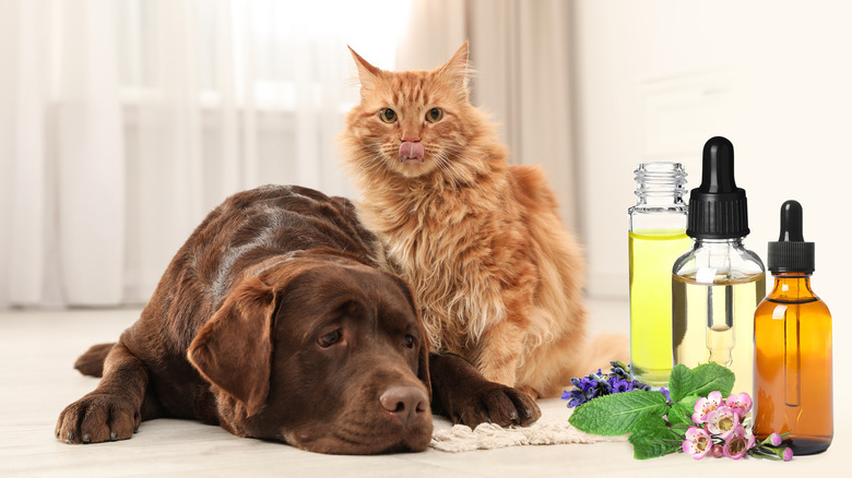 Pets with essential oils 