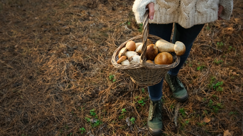 Woman forages for mushrooms
