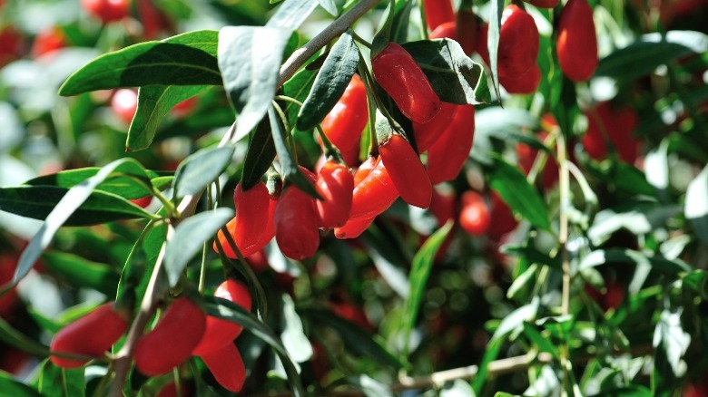 Fresh goji berries on plant